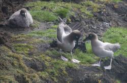 Sooty albatross nest greeting ritual: You have to see this to believe it. Video is better, but this is through a 600mm lens and its hard to hold it still enough